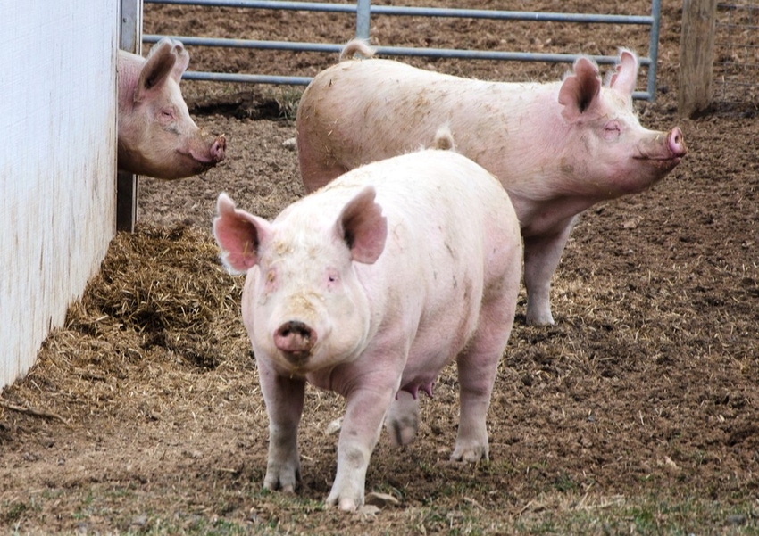 Penn State outdoor swine.jpg