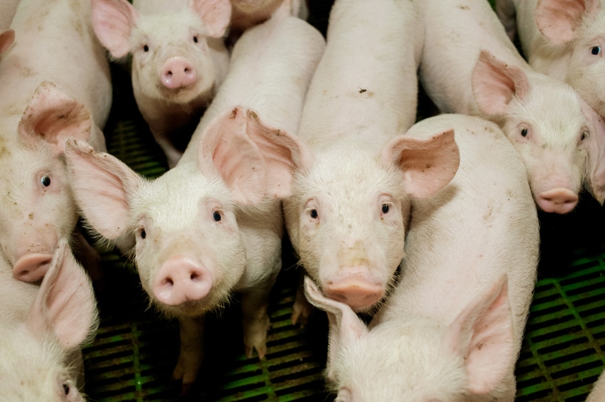 Protein digestibility of grain, oilseed co-products examined for young pigs