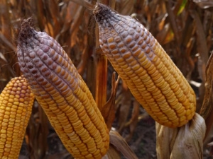 Extensive mycotoxin spread could affect 2019 crop