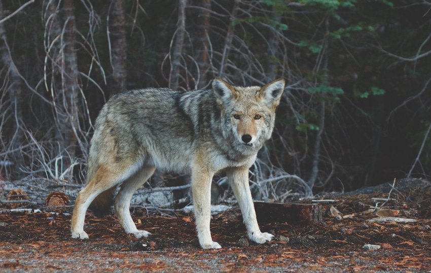 Arizona research grant program aims to prevent wolf/cattle conflicts