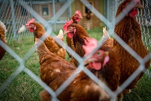 Mississippi State adds cage-free unit to poultry department