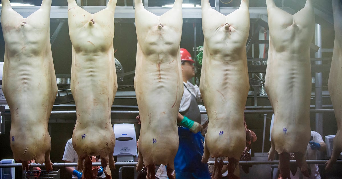 USDA finalizes postmortem swine inspection rule