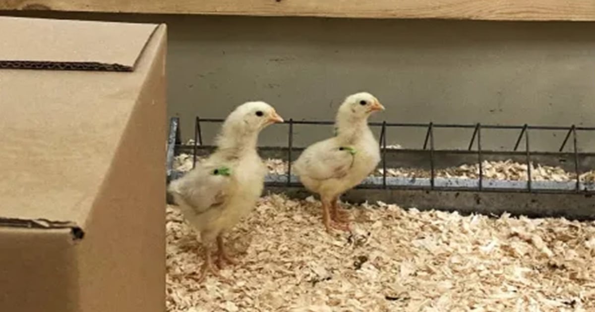 Light exposure in ovo may influence chick behavior