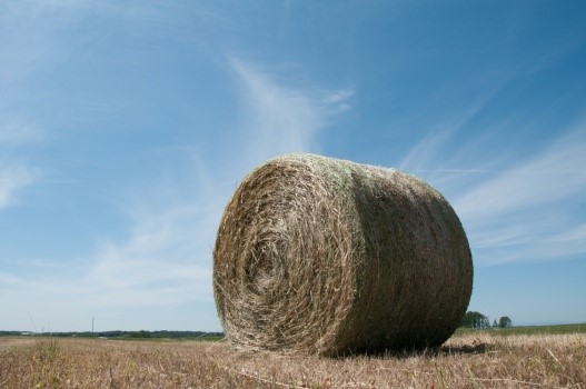 Clemson hay bale.jpg Clemson hay bale.jpg