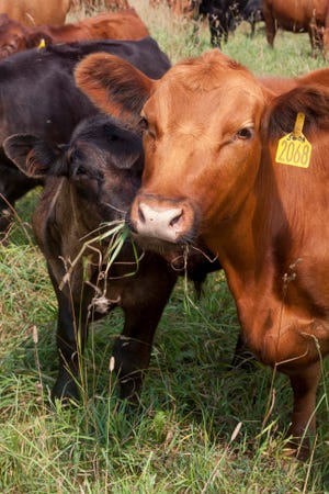AMP systems may offset environmental footprint of beef