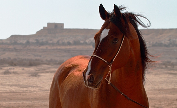 UFl Arabian horse 2.jpg