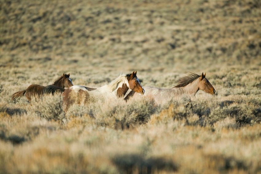 Environmental group seeks protection for feral horses