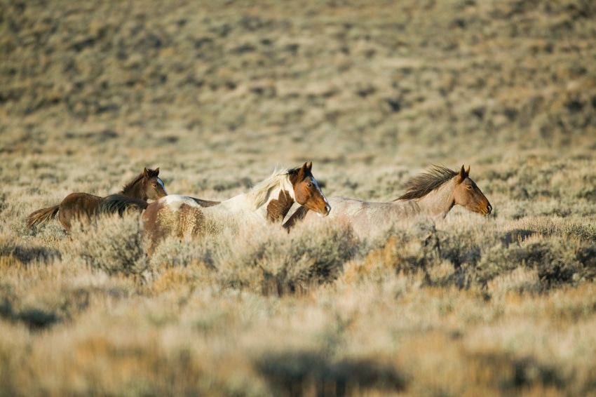 Environmental group seeks protection for feral horses Environmental group seeks protection for feral horses