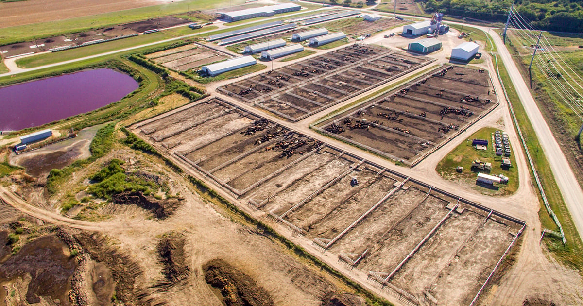 Researchers use drones to improve feedyard sustainability