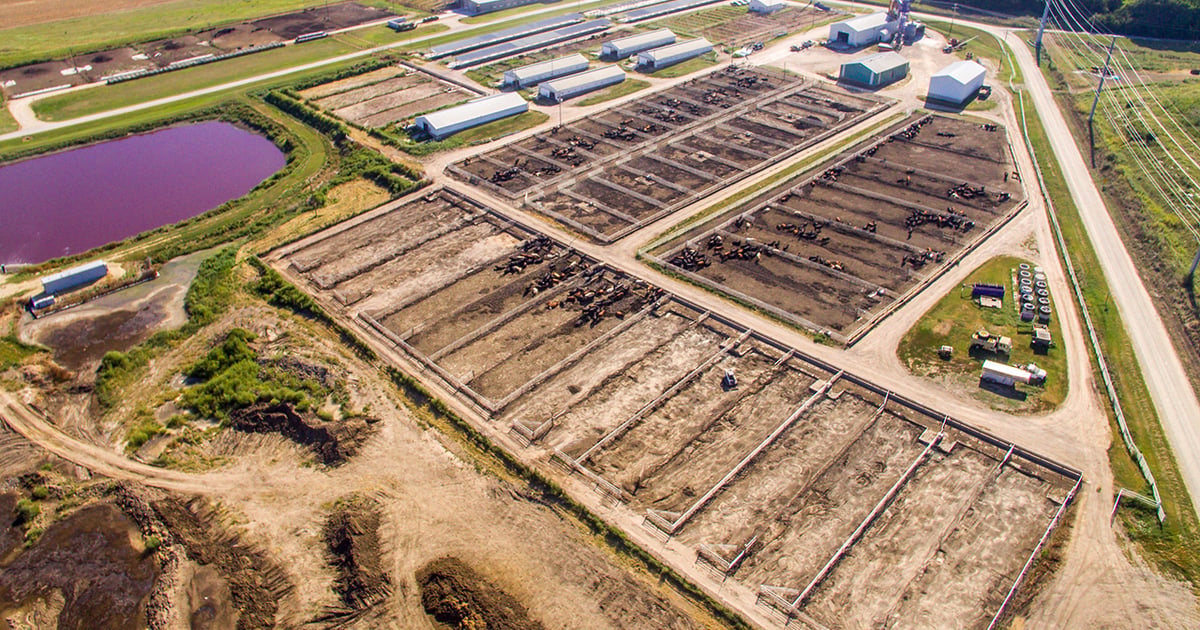 Santa Rosa Feedyard Researchers use drones to improve feedyard sustainability