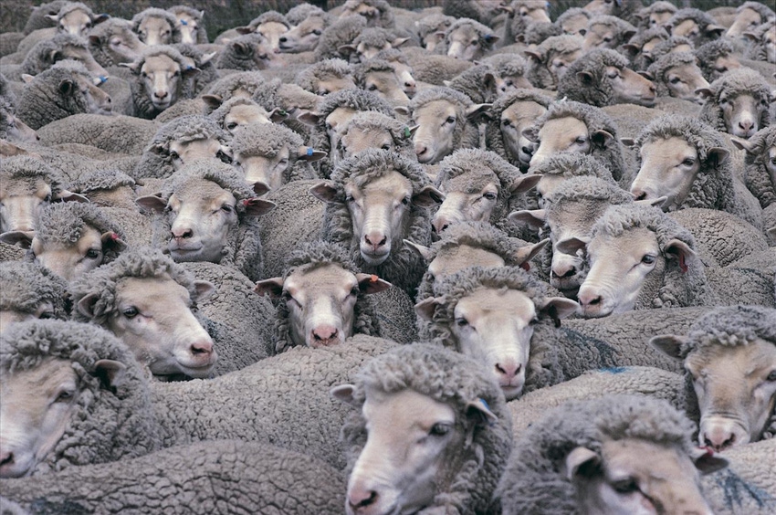 USDA surveying sheep operations
