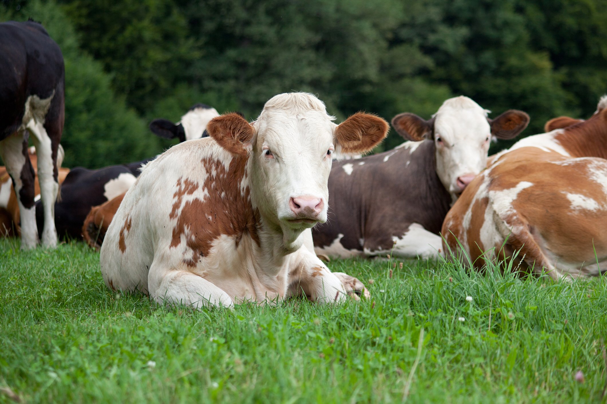 New MSU research to explore influenza outbreak in cattle - Vimarsana News