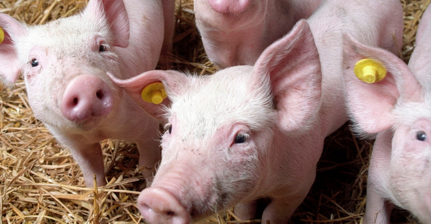 Optimizing vitamin D for pig and sow performance