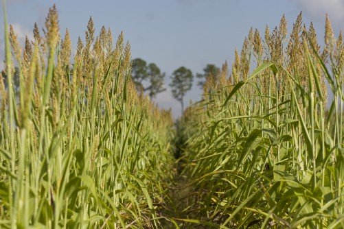 Sorghum cultivars can produce thousands of gallons of ethanol