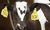 RFID animal tag requirements challenged in court