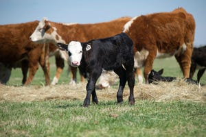 Treatment protocols valuable management tool for cow/calf operations