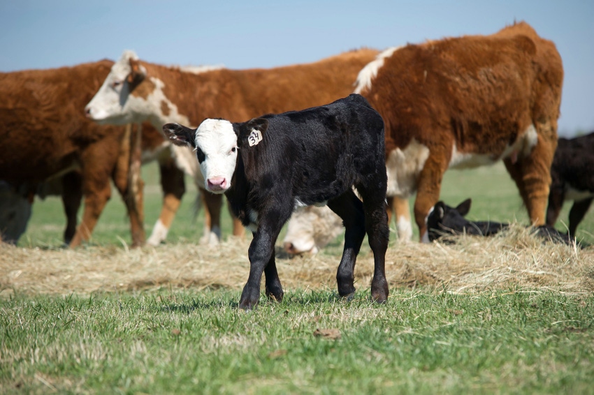 Treatment protocols valuable management tool for cow/calf operations