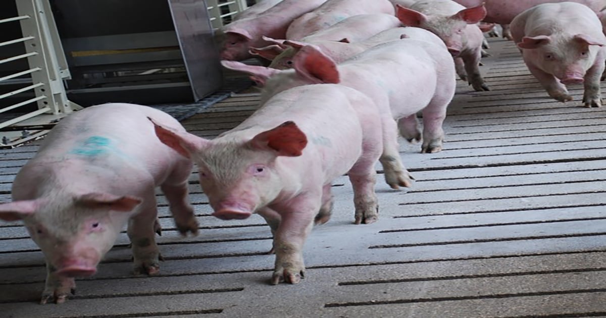 USDA issues Federal Order to establish ASF protection zone