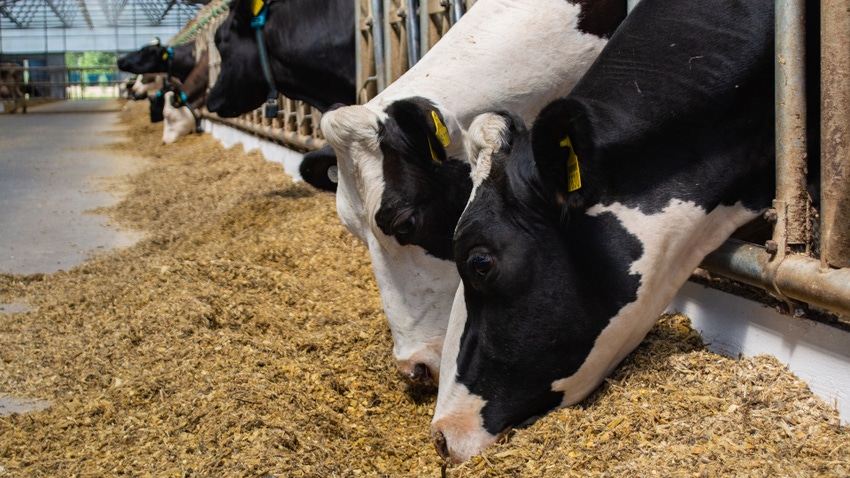 Can an enzyme blend improve feed digestibility?