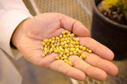 Scientists develop additional soybean reference genomes