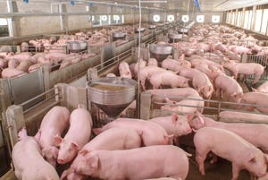 pig breeding farm_chayakorn lotongkum_iStock_Getty Images-1068384316.jpg