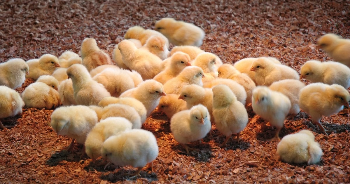 Hatcher Animal Hatchery best practices unique to each operation