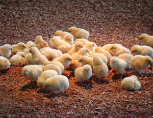 Yeast bioactives supplement may aid organic poultry