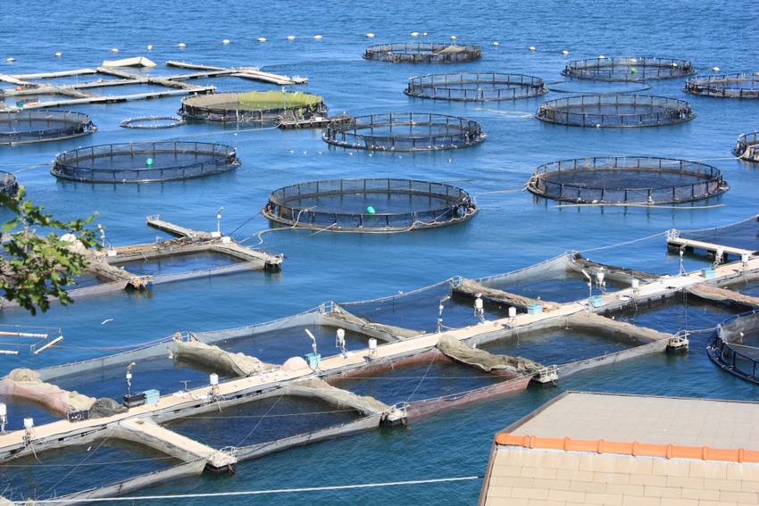 Louis Dreyfus partners on aquaculture feed research