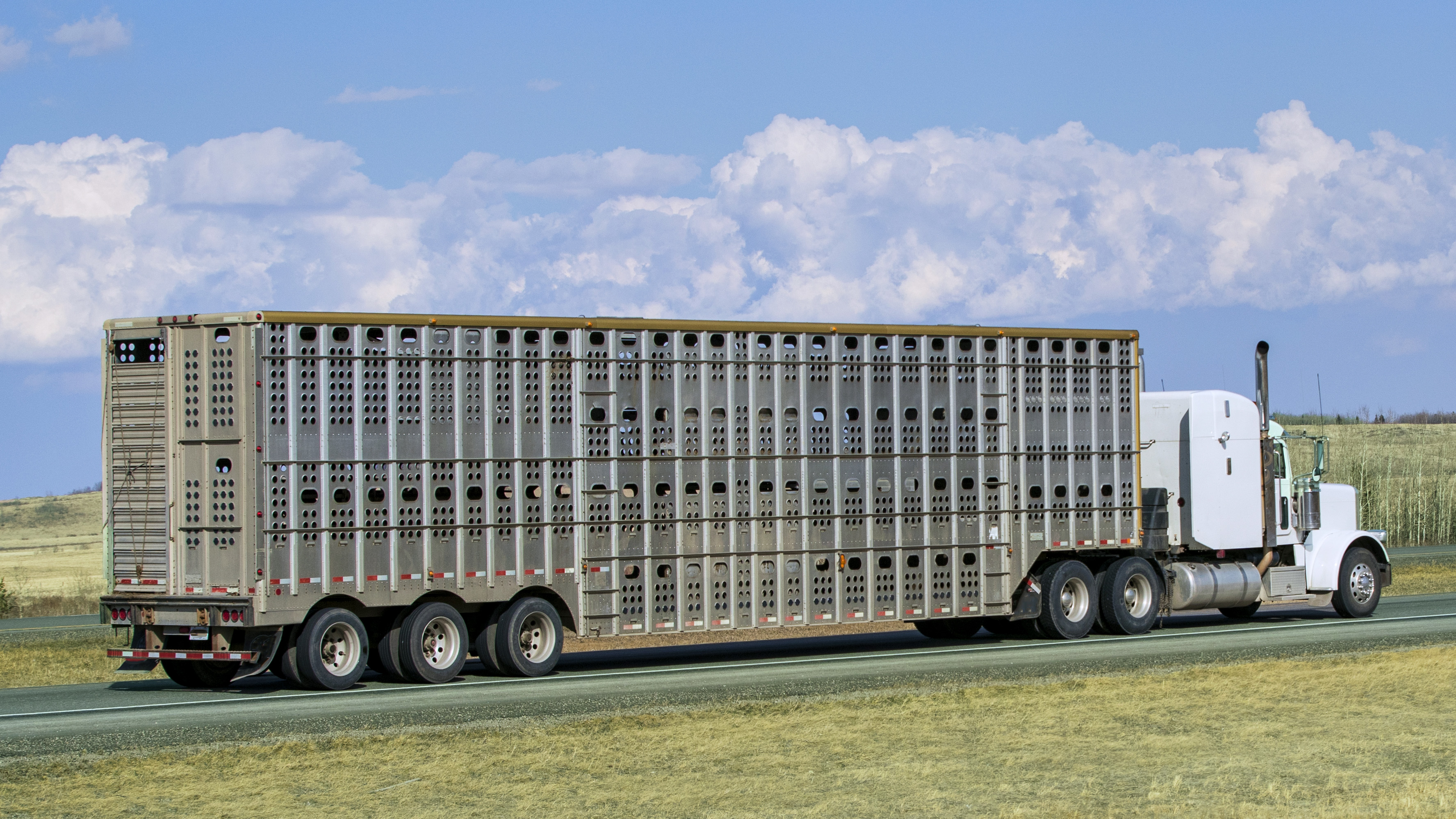 https://eu-images.contentstack.com/v3/assets/blte5a51c2d28bbcc9c/bltf9072a5efa354e8f/68c32a6dac5295035d517742/livestock_transport_hauler_truck_-Getty_Images.jpeg?auto=webp&disable=upscale&quality=80&width=1280