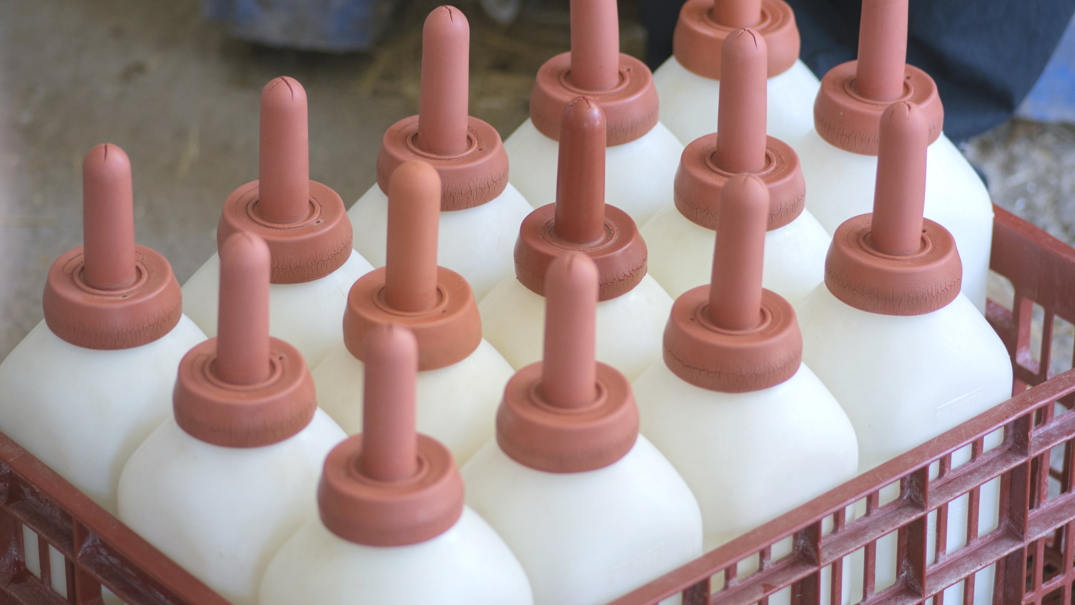 bottles of colostrum for dairy calves in crate