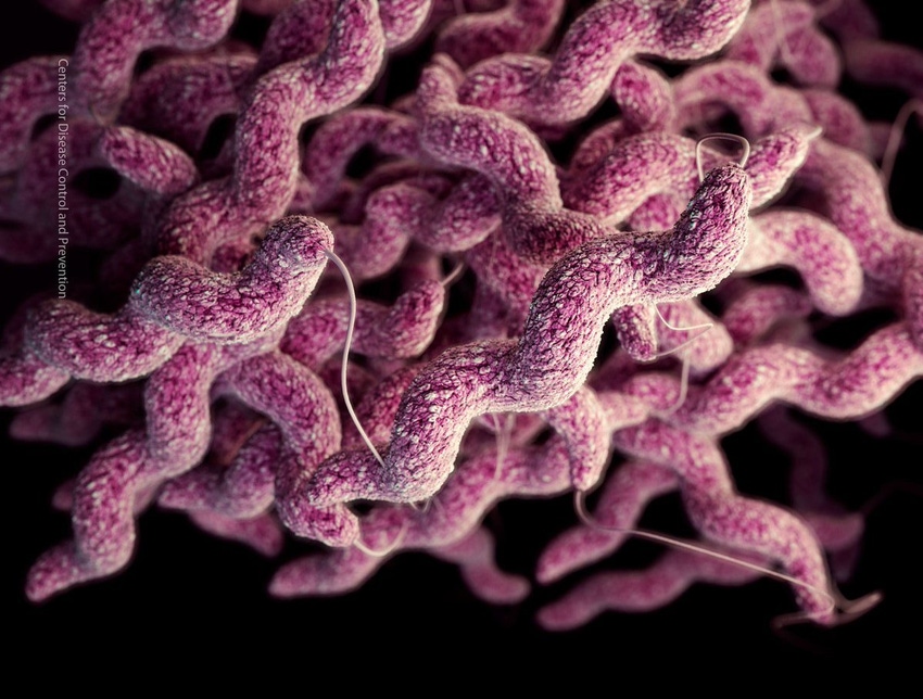 Campylobacter, salmonella led bacterial foodborne illnesses in 2016