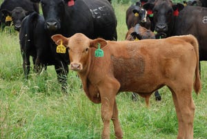 Fall calving may yield higher returns for southeastern beef producers