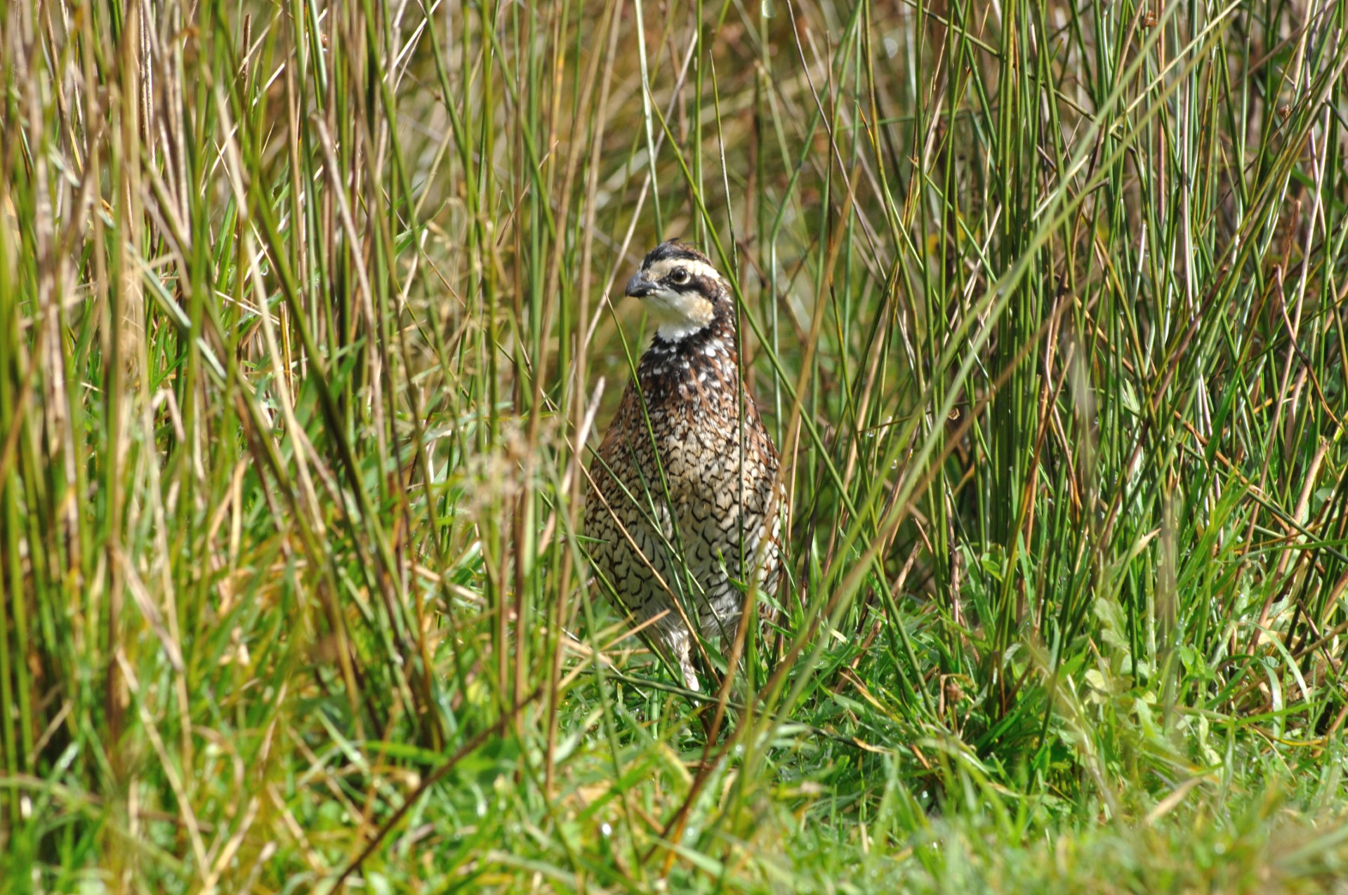 FDA approves first drug for use in wild quail - Vimarsana News