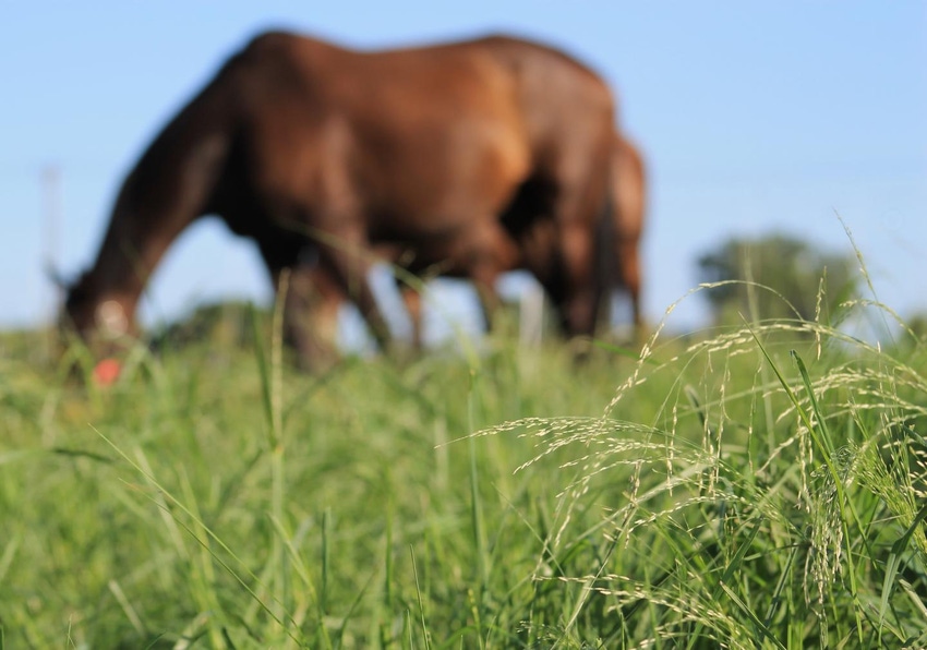Annual warm-season grasses offer summer grazing for horses