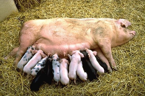 Novel method to monitor blood flow in pregnant sows