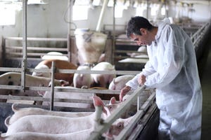 Pharmgate, ECO partner to bring swine vaccines to Europe