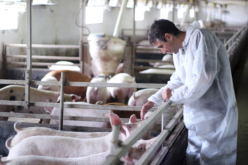 Animal antimicrobial use in Denmark continues to decrease