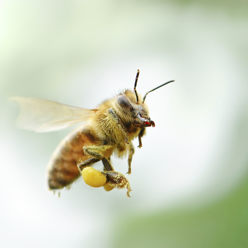 To save honeybees, human behavior must change