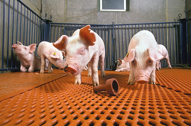 Salmonella vaccine reduces animal disease, foodborne illness Salmonella vaccine reduces animal disease, foodborne illness