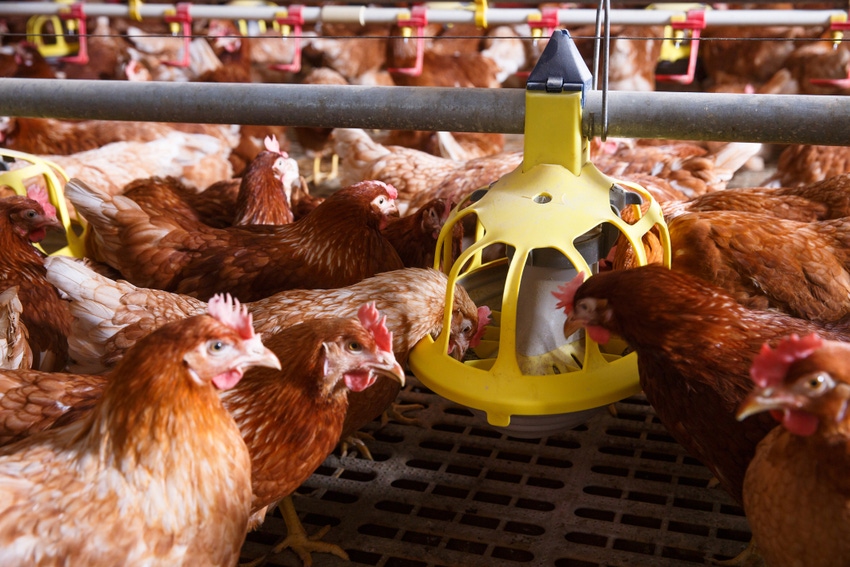 Study explores effects of PAWS lighting system on laying hens