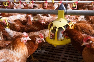 Research examines impacts of cage-free layer housing