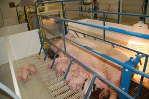 Producing healthier piglets by meeting sows' needs