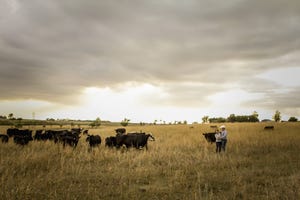 Rangeland researchers advise smaller cows for better herd results