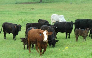 Texas AgriLife cow environment genetics.jpg