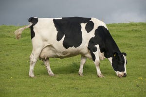 Changing manure management could significantly reduce dairy methane emissions