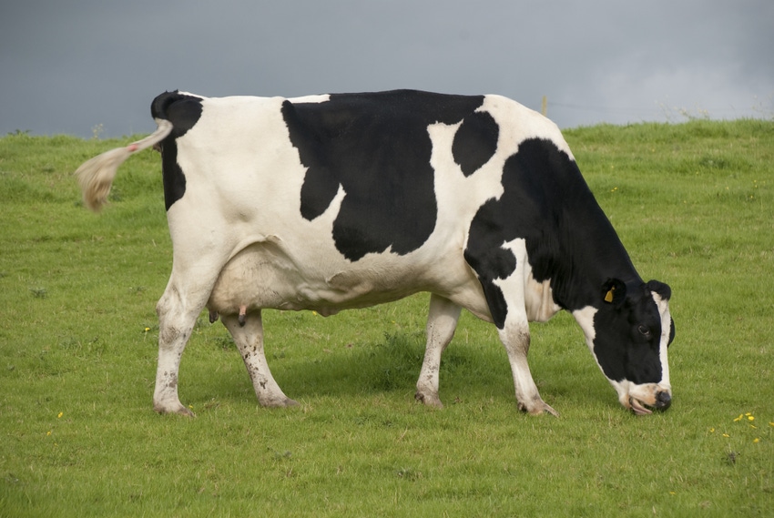 Forage-based dairy rations produce nutritionally enhanced milk