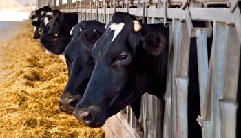USDA to measure financial well-being of the dairy sector