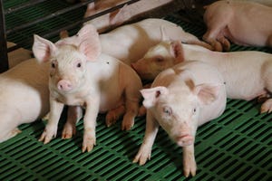 Pigs on Leon Sheets Farm.JPG