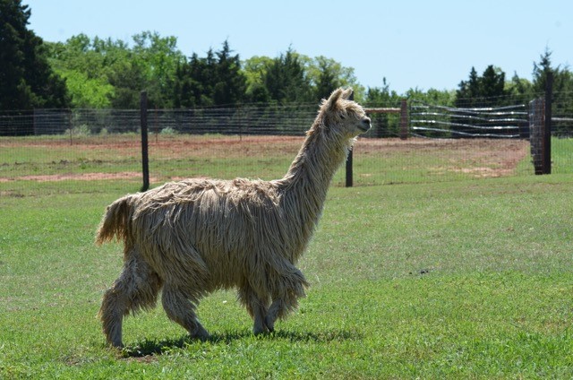 Improving alpaca fleece quality through nutrition