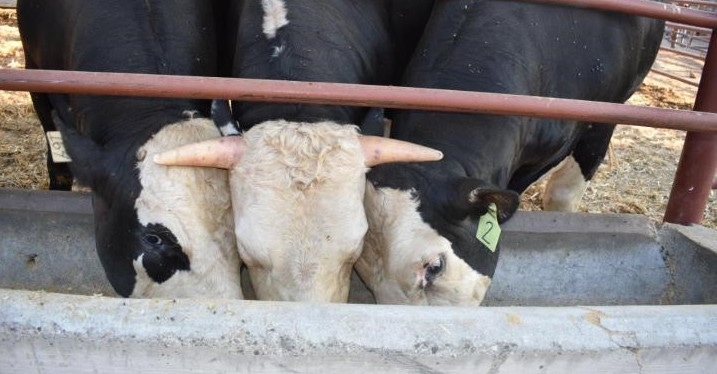 University of California-Davis hornless cattle cropped.jpg